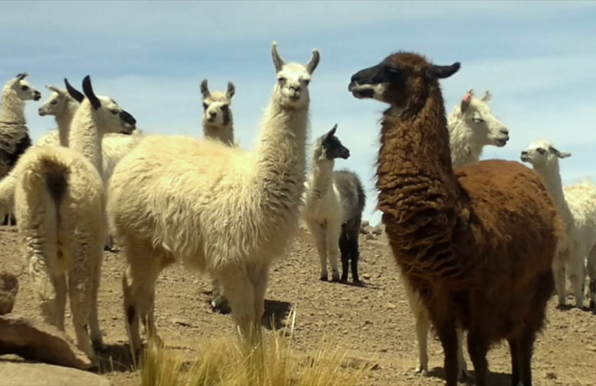 Llamas