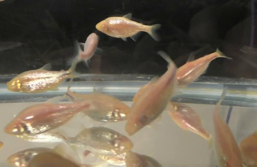 Binge-eating cavefish share mutated gene with some obese people