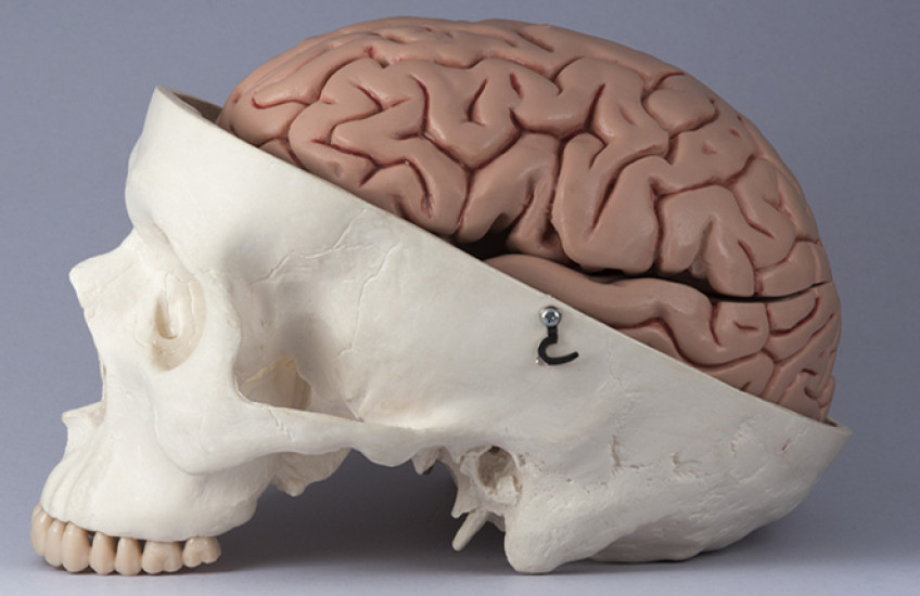 skull and brain
