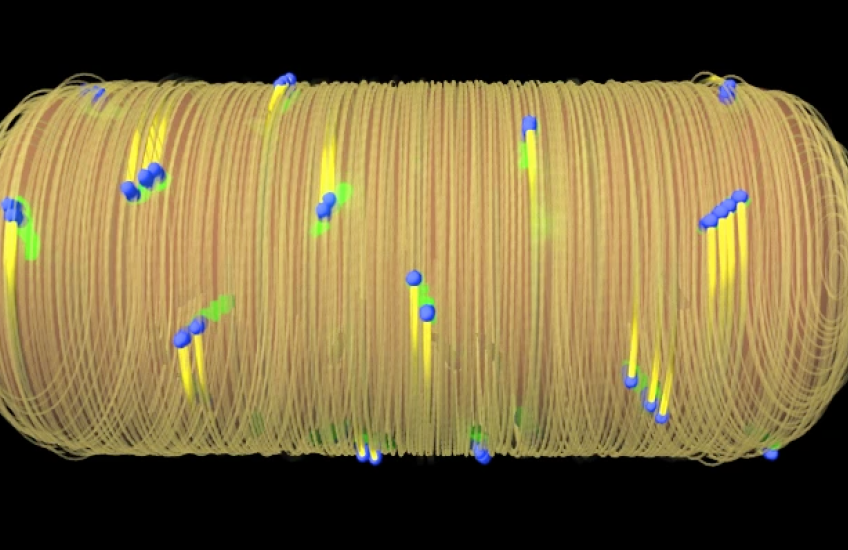 How bacteria build their protective walls