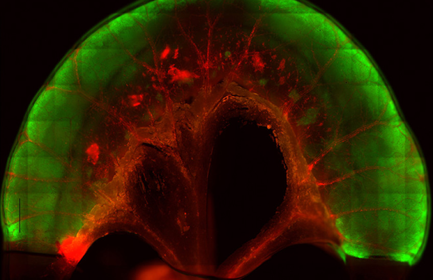 Bioengineering Fate