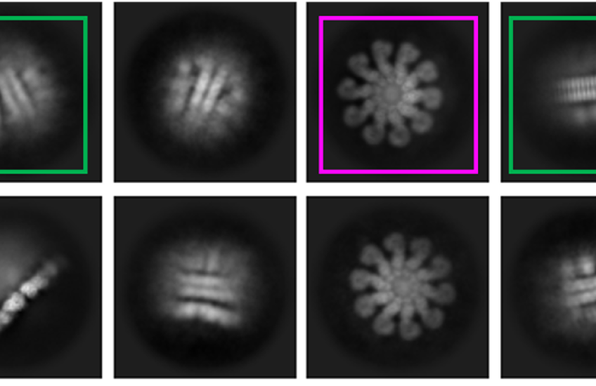 Squares show the inflammasome from different angles. Some look like spoked wheels. Others look like sandwich cookies from the side.