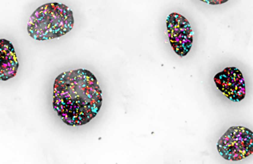 cell nuclei appear as dark stone-like shapes, with genomic regions labeled as multiple colored dots, against a gray background