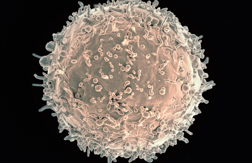microscope image of a ball-like cell with many protrusions