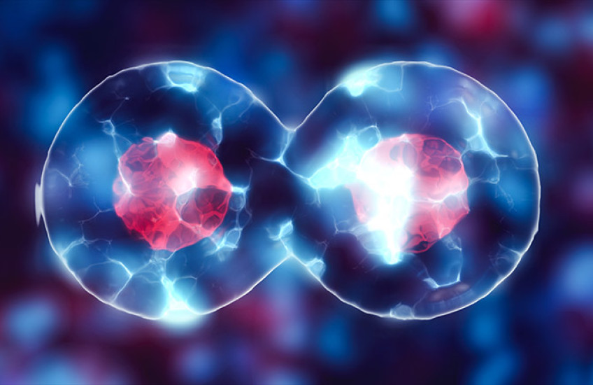 cell division