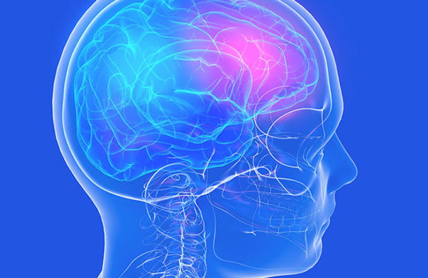Human skull with portions of the brain lit in red