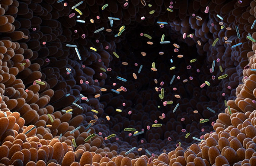 Illustration of intestinal bacteria in the gut microbiome