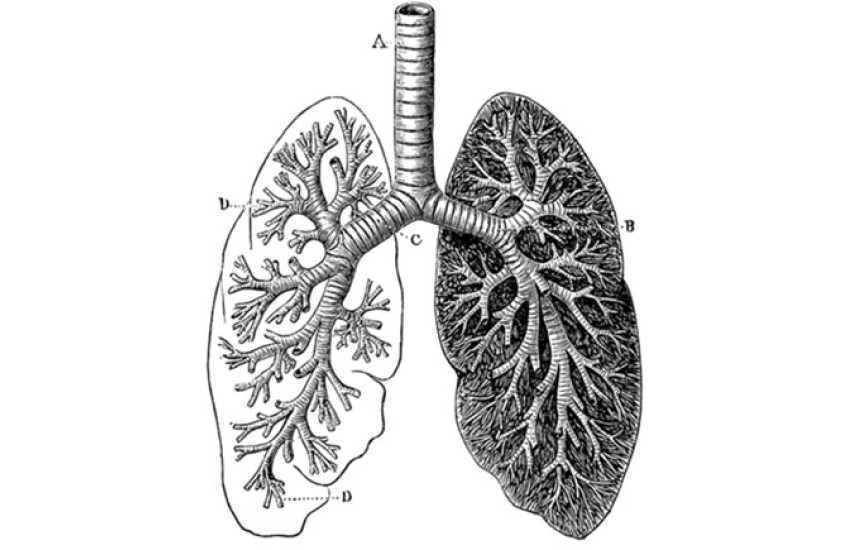illustration of human lungs