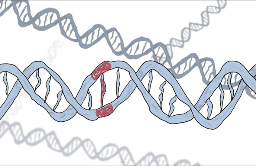 An animation of DNA strands.