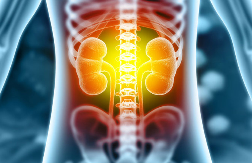 Illustration of kidneys inside a skeletal frame 