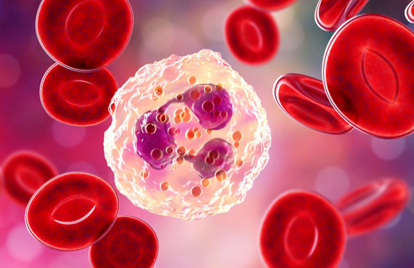 An illustration of a large, white immune cell surrounded by smaller red blood cells