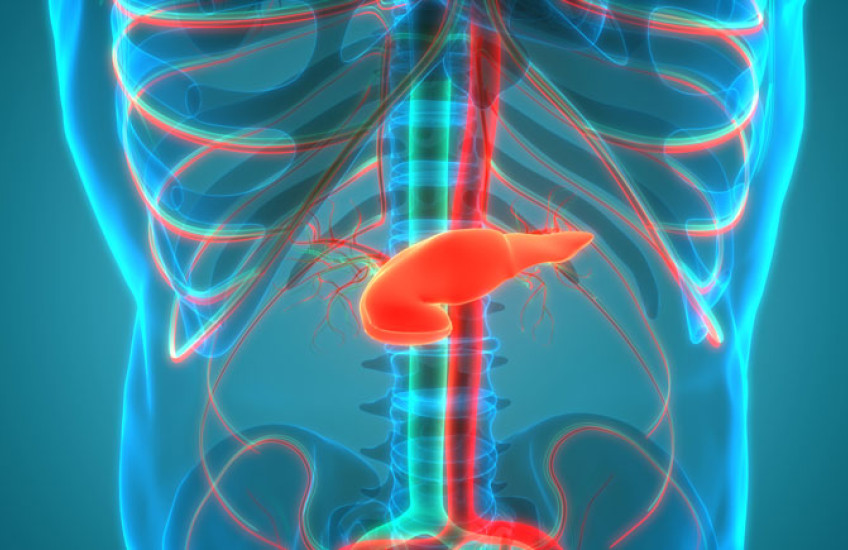 Illustration of the inside of a human torso with the pancreas delineated in orange