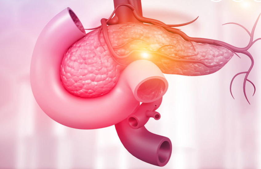 Illustration in pink of the anatomy of the pancreas 