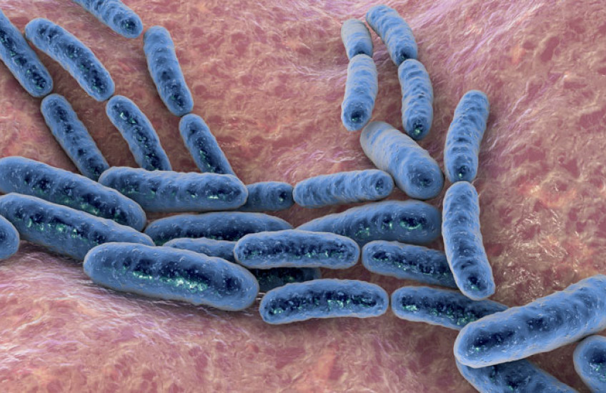 Lactobacillus, 3D illustration. Image: Dr. Microbe/iStock/Getty Images Plus