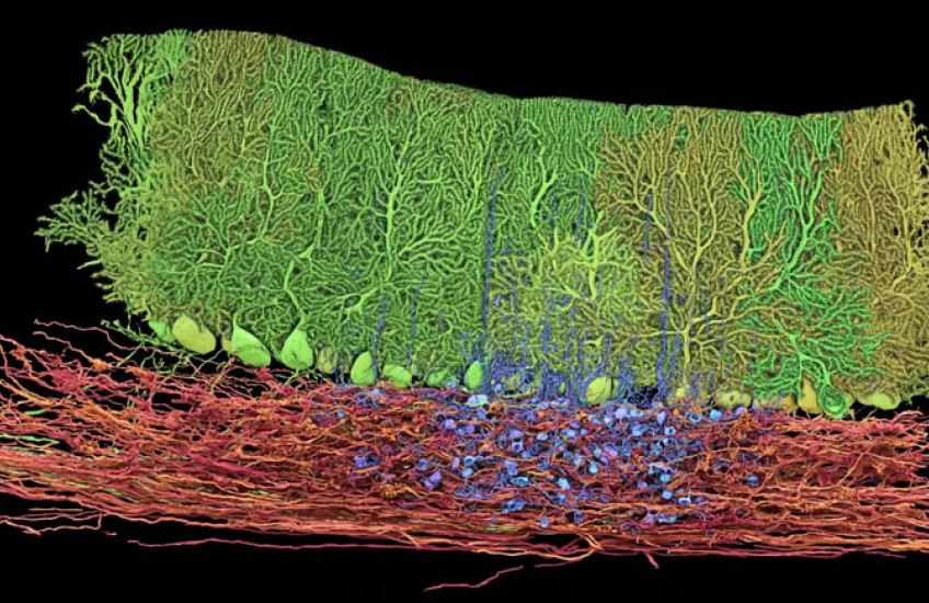 Red, green, and blue neurons connected to each other