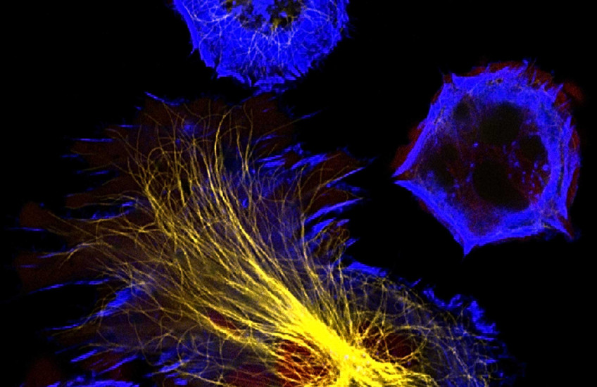 Cell image graphic