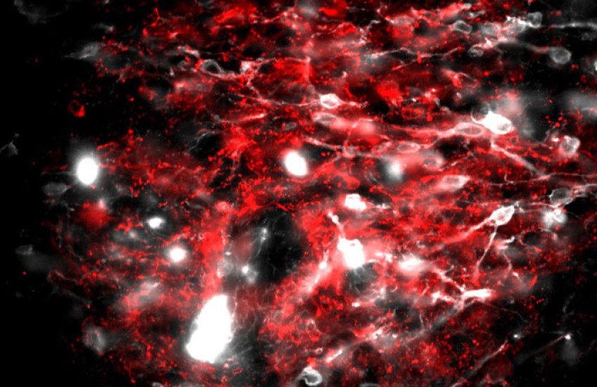 Sparse white spots on a background of red