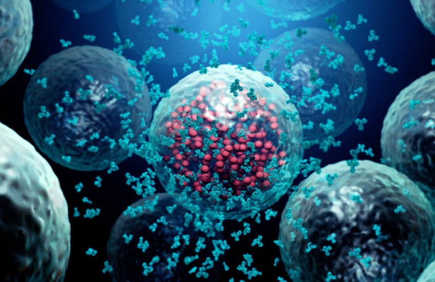 Illustration of antibodies destroying a cell infected by a virus.  