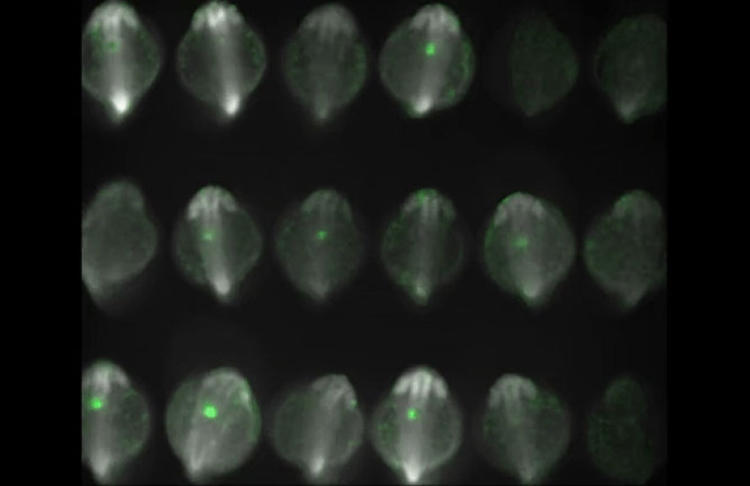 Rows of gray ovals with greet dots inside