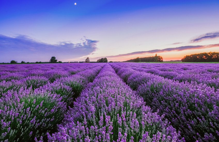 lavender