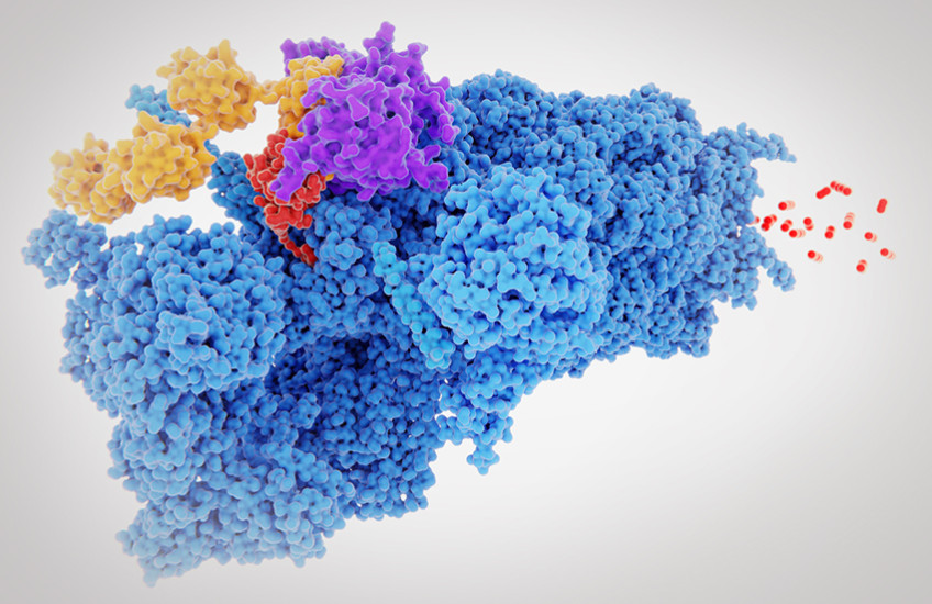 proteasome