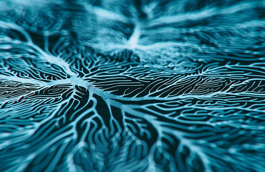 neurons