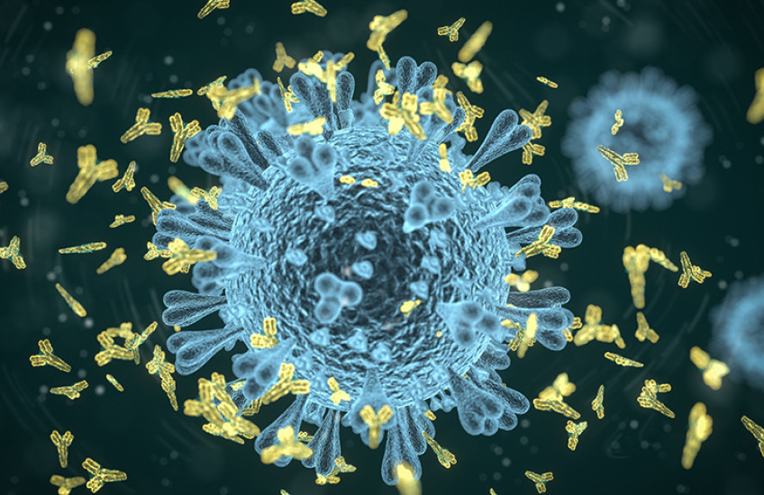 covid antibody