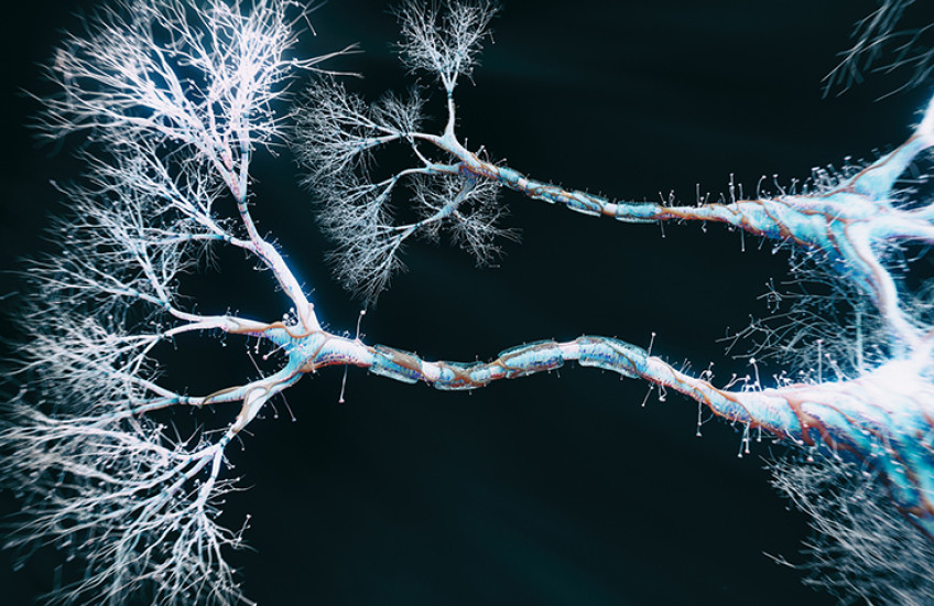 neurons