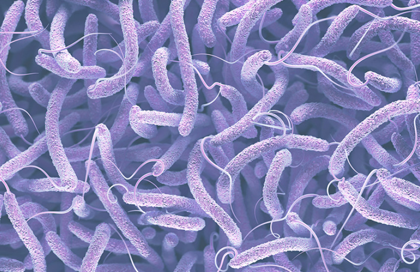 cholera