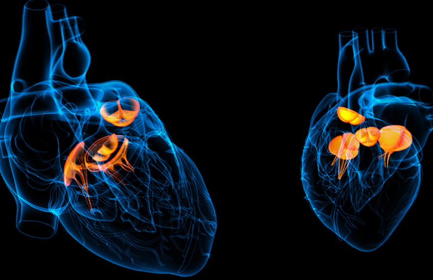 heart valves