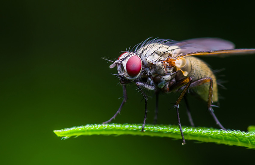 flies