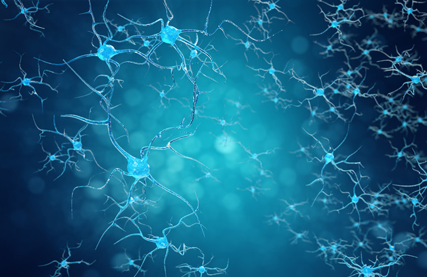 neurons