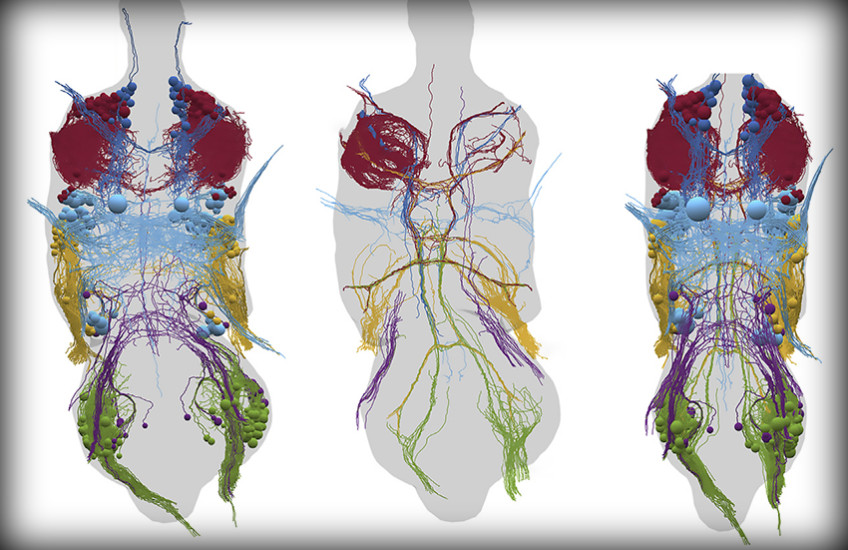 fly neurons