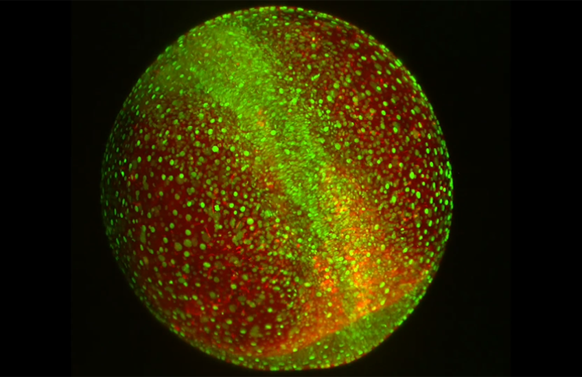 Zebrafish cells