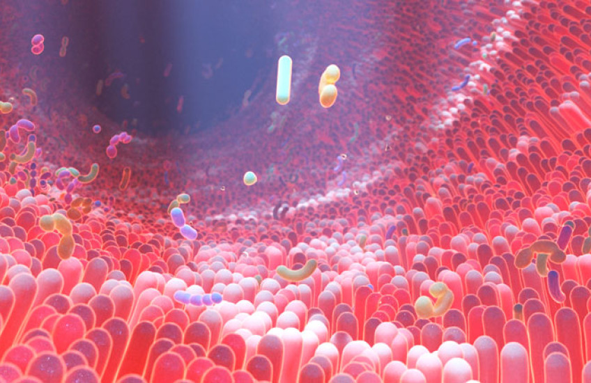 Illustration of inside of human gut microbiome 