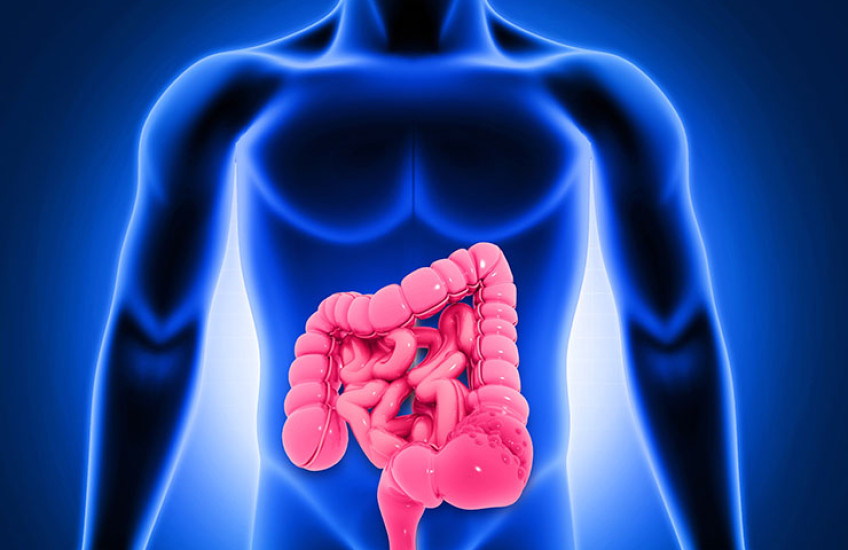 Rendering of a human silhouette in blue and intestines in red