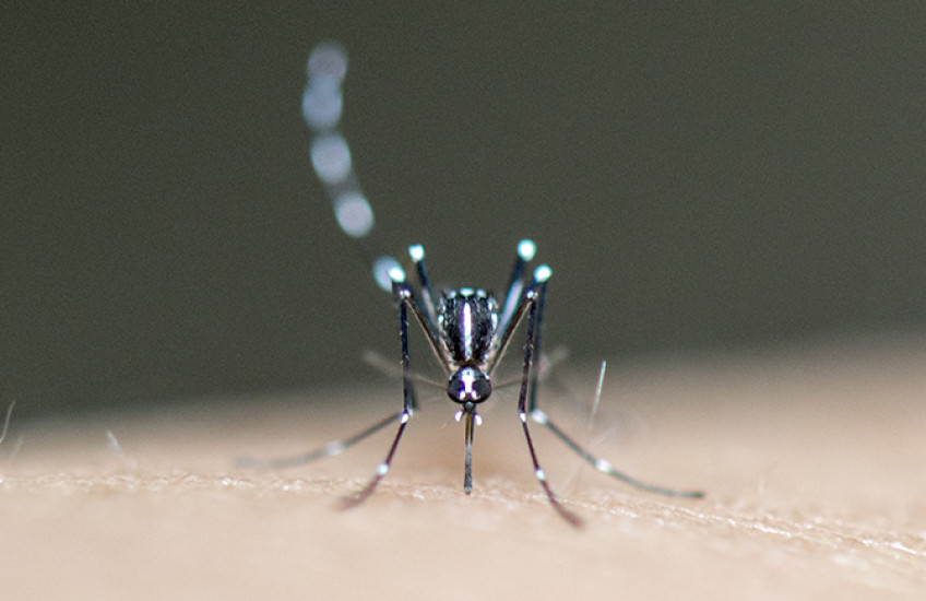 Close-up, head-on shot of a mosquito perched on pale human skin