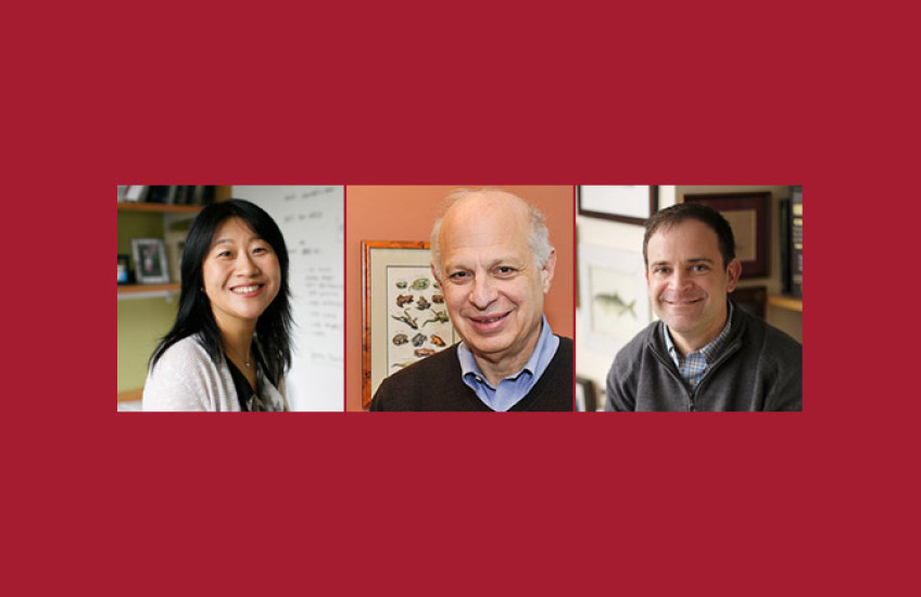 Gu, Kirschner, Weinstock