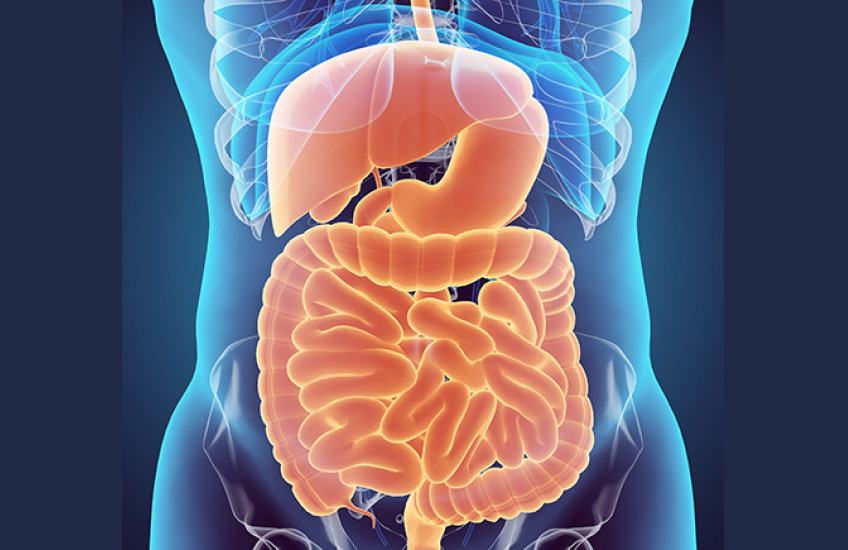 digital illustration of human digestive system
