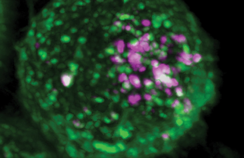 Glowing pink virus-like particles enter a glowing green cell at the sites of recently identified receptors for EEEV.