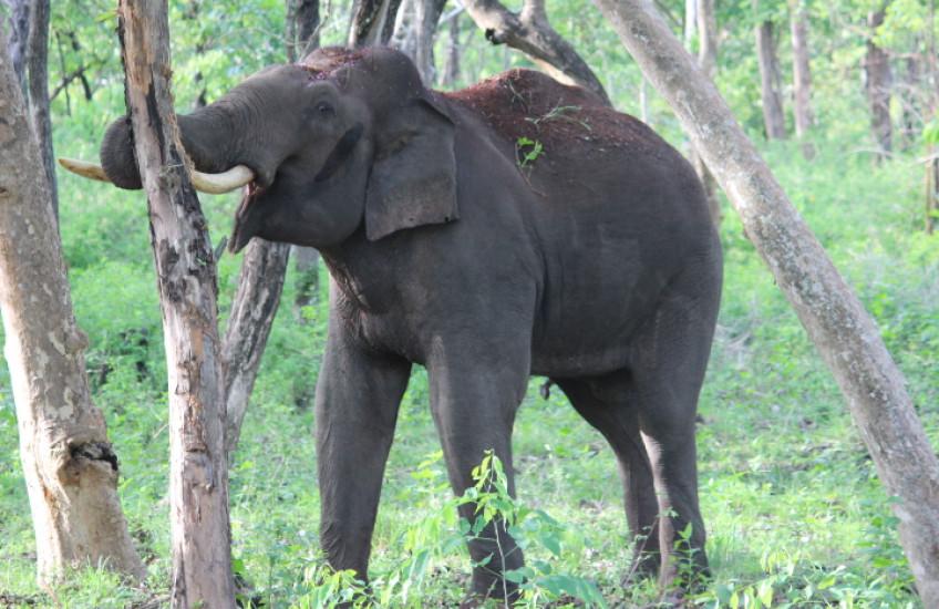 Shot of an elephant with mouth open among tree trunks, grass and other greenery in the background