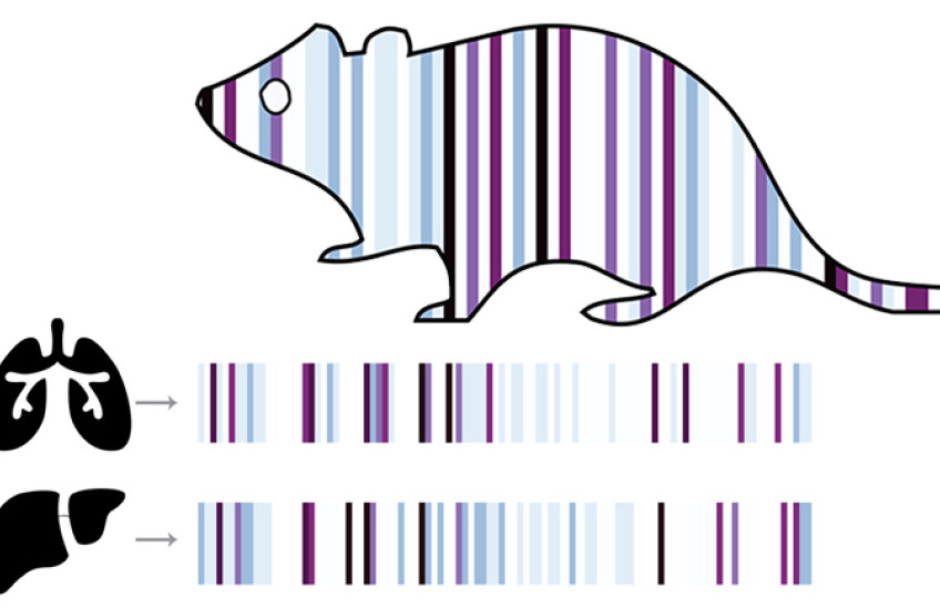 Illustration of a mouse, lungs and liver with barcode decorations