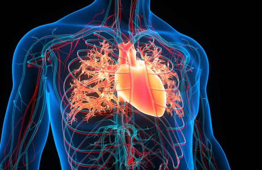 Illustration of human body with visible organs inside chest cavity; blue on black background