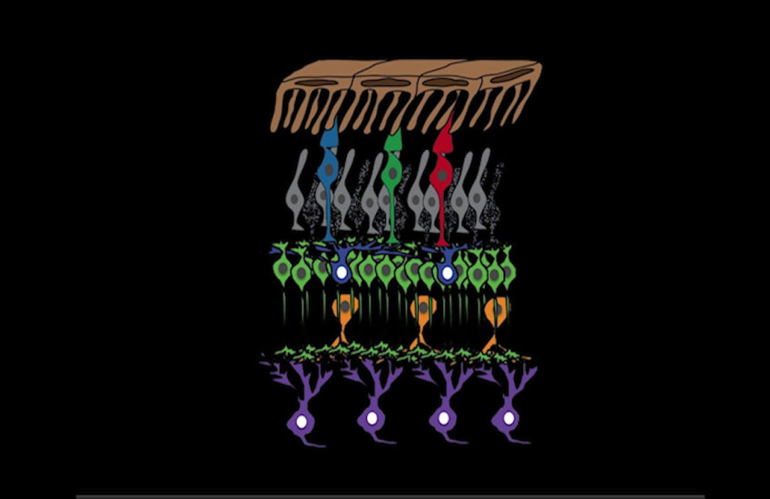 An artistic interpretation of genes