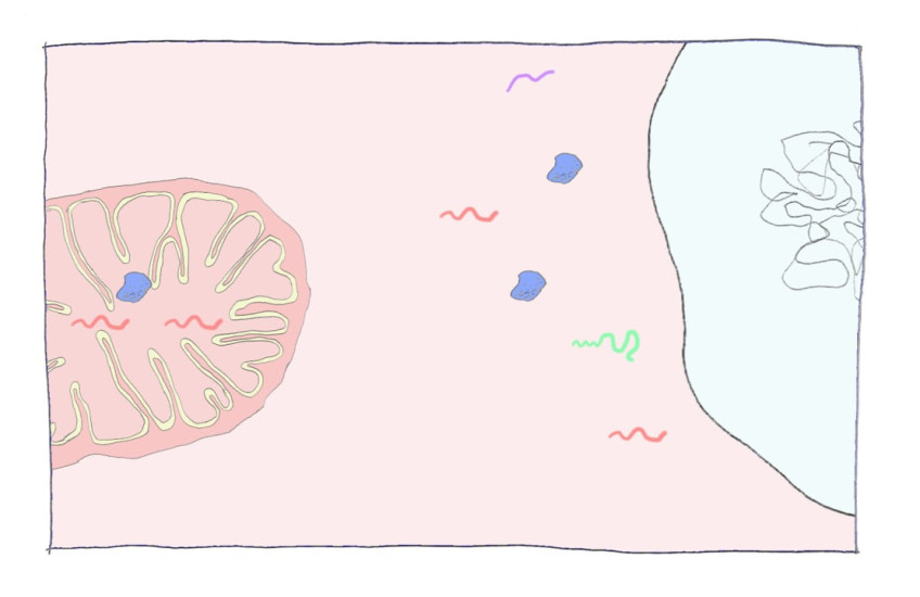 Cell nuclei and mitochondria coordinate to boost energy production