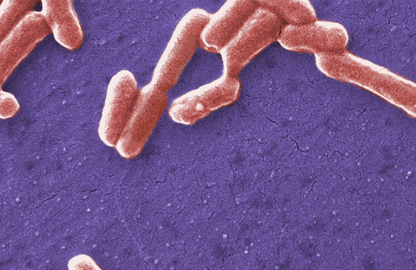 Micrograph with pill-shaped E. coli bacteria shown in pink against a purple background