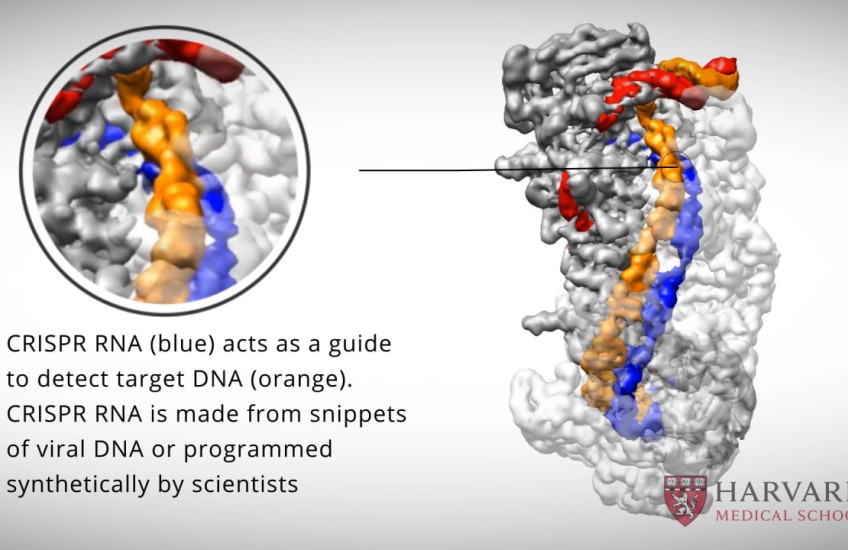 Bringing CRISPR into Focus