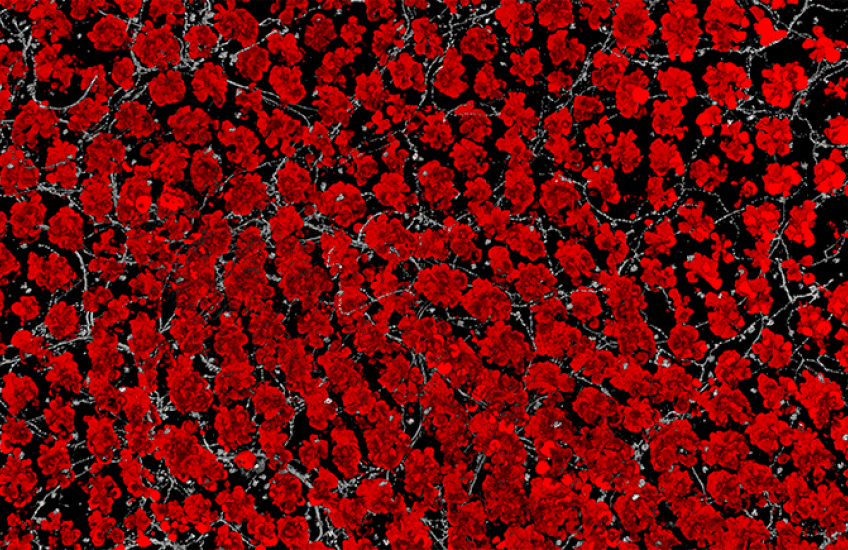 Moving image showing goblet cells, nerves, and epithelial cells