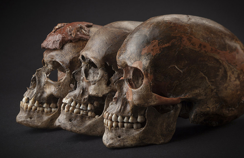 Three brown skulls against a dark background