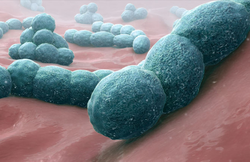 How does penicillin detonate bacteria? Insights set stage for development of new antibiotics.
